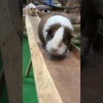 PUIPUI #animals #guineapig #モルモット(YouTube)
