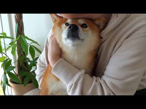 柴犬ハチの前で黒猫を抱っこすると可愛い現象が起きる。(YouTube)