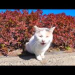 草むらからよく喋る猫が出てきた(YouTube)