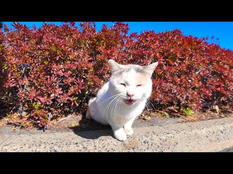 草むらからよく喋る猫が出てきた(YouTube)