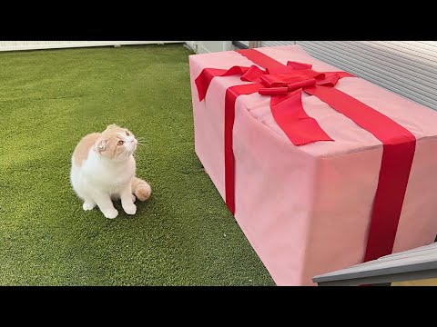 生まれて初めて誕生日プレゼントをもらった猫が大喜びでかわいすぎました笑(YouTube)