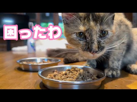困ったわのお顔がなんとも言えないサビ猫様  2024 02 04 2(YouTube)