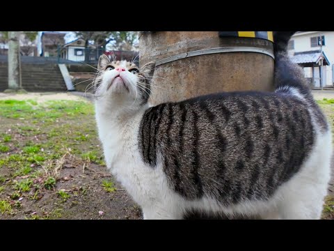 木の陰から鳩を狙う猫、失敗した時の表情が可愛かった(YouTube)