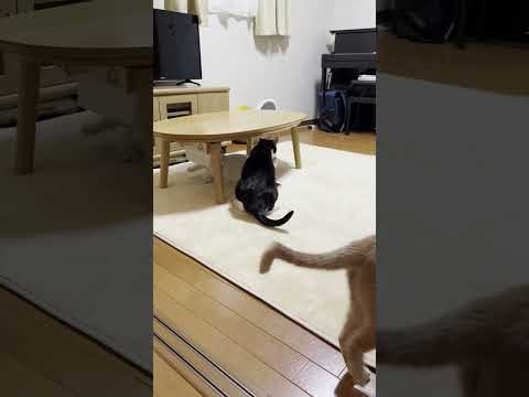 豆大福、手も足もでない(YouTube)