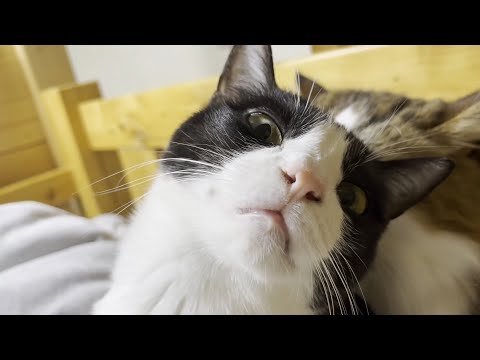 ひまわりゴメン！秀吉のところへ連れて行ってしまったために・・・(YouTube)