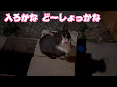 入ろっかなぁ ど～しよかなぁ  悩める野良ちゃん  2024 02 23 1(YouTube)