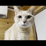 ゴロゴロから急変、ガチギレする猫(YouTube)
