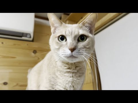 ゴロゴロから急変、ガチギレする猫(YouTube)