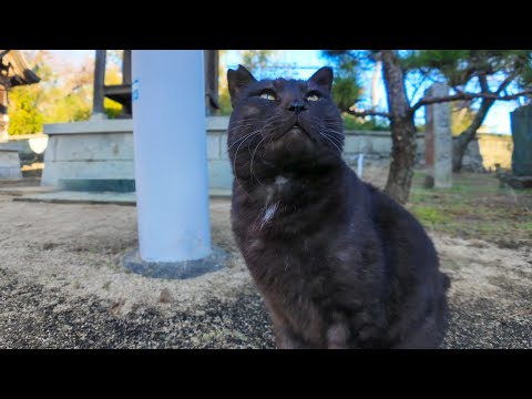 神社に行ったら黒猫ちゃんがモフられに出てきた(YouTube)
