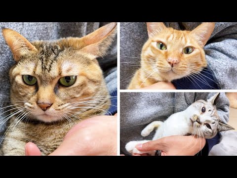 爪切り中でも毛づくろいをしてリラックスしすぎな猫(YouTube)