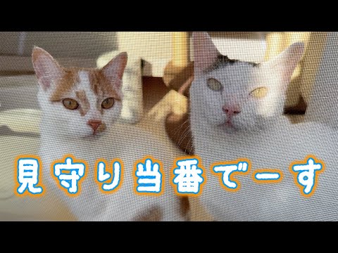 朝は猫たちに見守られながら家事をこなします！(YouTube)