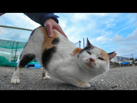 ハートマークの三毛猫ちゃんは腰トントンが好き(YouTube)