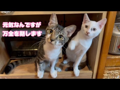 元気ですが巣立ちまで万全で整えます  2024 02 02 1(YouTube)