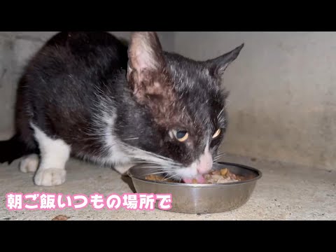 朝ご飯 いつもの場所で 野良の子猫  2024 02 29 1(YouTube)