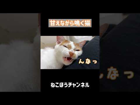飼い主に引っ付きながらよく鳴く子猫 #shorts(YouTube)