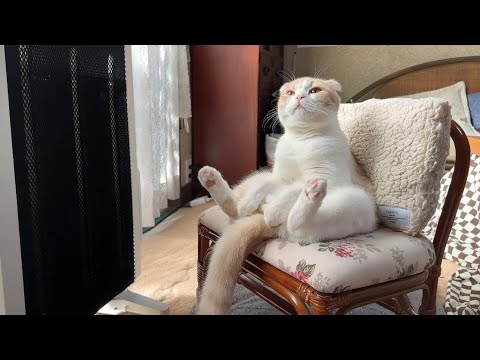生まれて初めてストーブを体験した猫が気持ち良すぎてこうなっちゃってました…笑(YouTube)