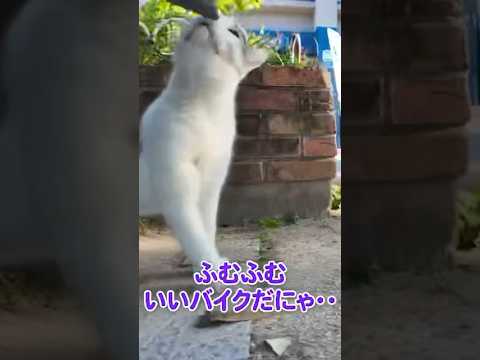 猫がバイクに興味深々😸(YouTube)