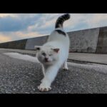海辺のよく喋る猫ちゃんモフられにきた。でも別の猫に割り込まれる(YouTube)