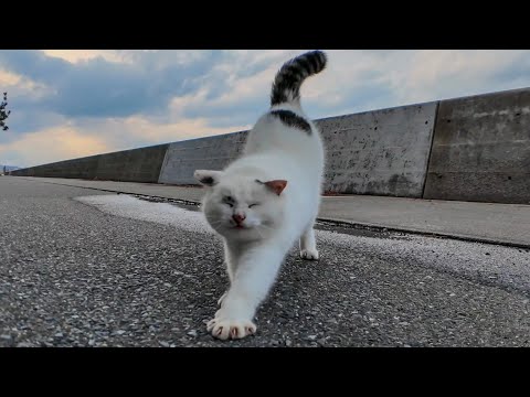 海辺のよく喋る猫ちゃんモフられにきた。でも別の猫に割り込まれる(YouTube)