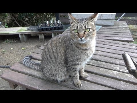 自分の寝床が閉鎖されて怒っちゃう猫(YouTube)