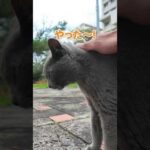 猫様は撫でられたい！(YouTube)