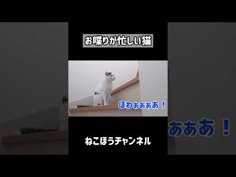 飼い主とのお喋りが忙しい猫 #shorts(YouTube)