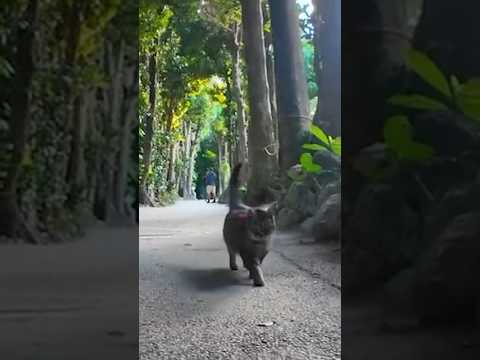 猫がトコトコと追いかけてきて可愛い(YouTube)