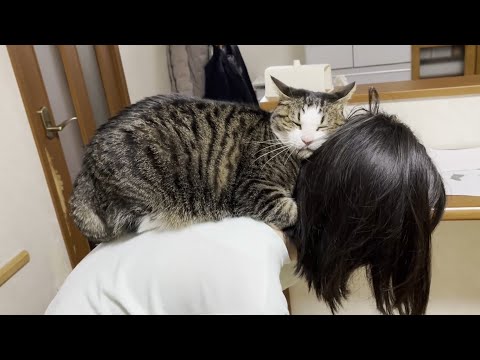 娘にスリスリすることを思い出した猫(YouTube)