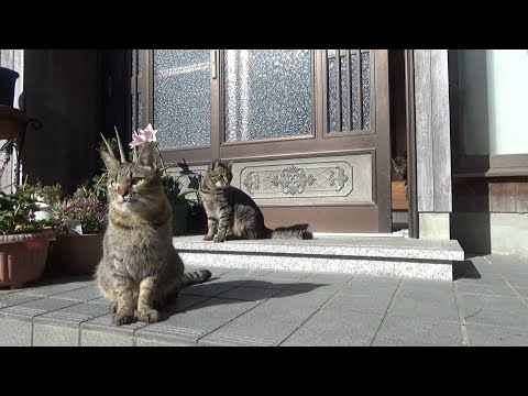 やり過ぎてしまった末っ子猫が残念な結果に(YouTube)