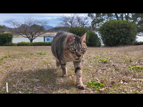 公園の芝生広場にいたら猫がトコトコ歩いてきた(YouTube)