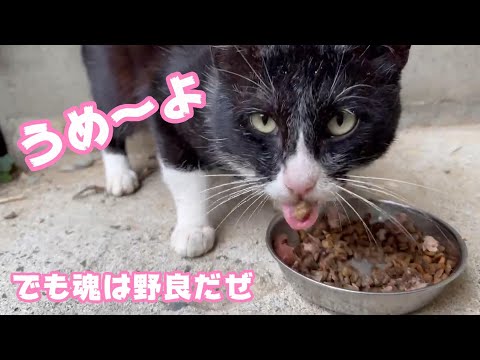 飯うめぇ～よ 親爺 でも野良魂は捨てないよ  2024 02 03 2(YouTube)