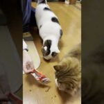 小型掃除機 #ひのき猫 #cat #猫 #大福にゃん(YouTube)