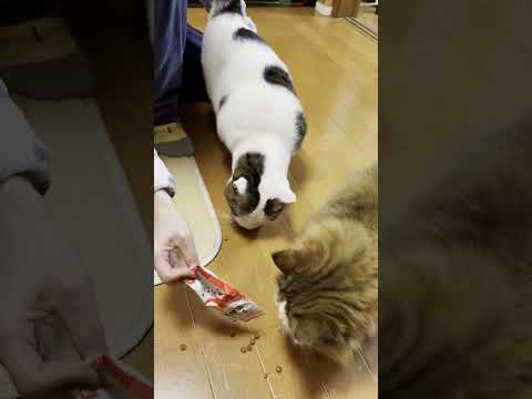 小型掃除機 #ひのき猫 #cat #猫 #大福にゃん(YouTube)