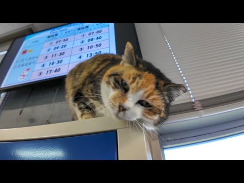 ロッカーの上で寝ていた三毛猫ちゃん、モフられに降りてきた(YouTube)