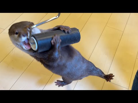コロコロに抱きつき宙に浮いてしまったカワウソ An otter that hugged and floated in mid-air(YouTube)