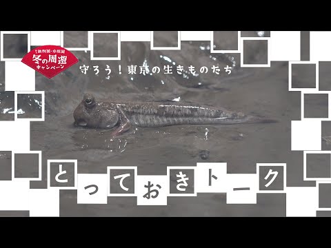 守ろう！東京の生きものたちリレートークNo.４：トビハゼ(YouTube)