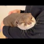 冬毛でモサモサなカワウソの毛を大量収穫！！ Harvesting large quantities of wintery otter hair!(YouTube)