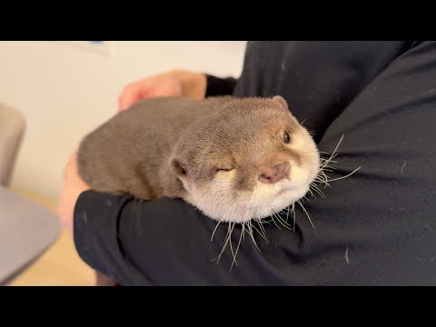 冬毛でモサモサなカワウソの毛を大量収穫！！ Harvesting large quantities of wintery otter hair!(YouTube)