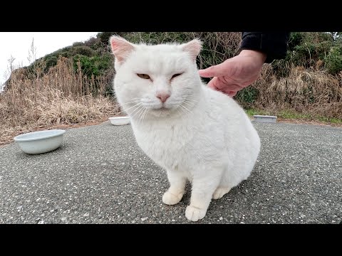 警戒心が強い猫軍団の中で、一匹だけ人間を歓迎してくれた白猫ちゃん(YouTube)
