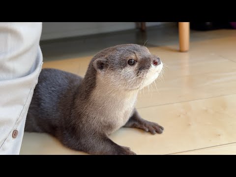 毛布の中でイチャイチャしている時にインターホンが鳴った時のカワウソの反応 Otter’s reaction when the intercom rings during lovemaking(YouTube)