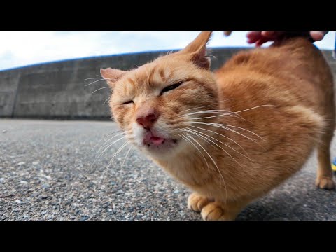 防波堤の猫たち茶トラ猫が撫でられるのを見て集まってきた(YouTube)