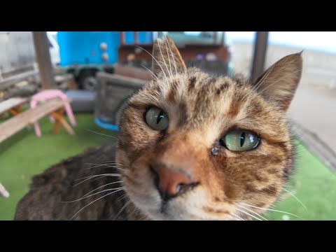 撫でると膝の上に乗ってくる猫がかわい過ぎる(YouTube)