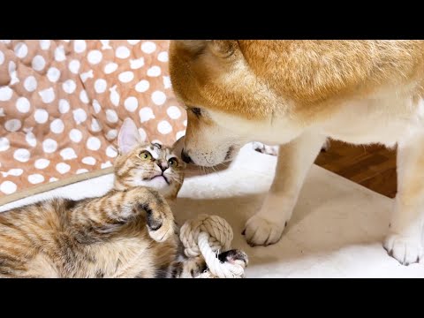 慎重派で猫見知りな猫が柴犬や先輩猫にたくさん甘えた日。(YouTube)