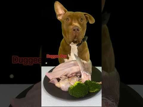 一度聞いたらクセになる咀嚼音 #咀嚼音 #犬の咀嚼音 #飯テロ(YouTube)