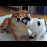 柴犬ハチ、猫に一途な愛をぶつけられこうなる。(YouTube)