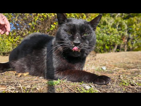 草むらから黒猫ちゃんがモフられに出てきた(YouTube)