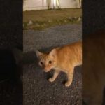 道端には色々な猫ちゃんが…！(YouTube)