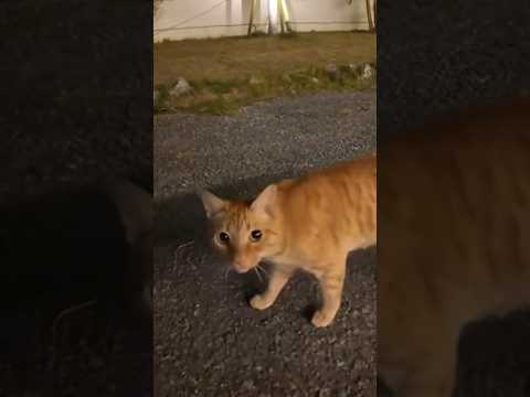 道端には色々な猫ちゃんが…！(YouTube)