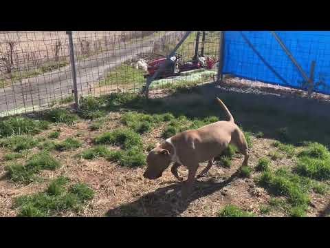 四国犬咬傷事件ライブのお知らせ(YouTube)