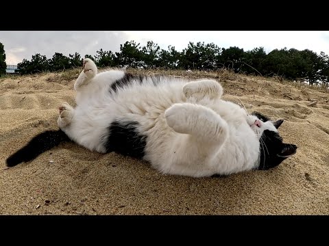 人間と一緒に砂浜にお出掛けしてゴロンゴロンと転げ回るハチワレ猫(YouTube)